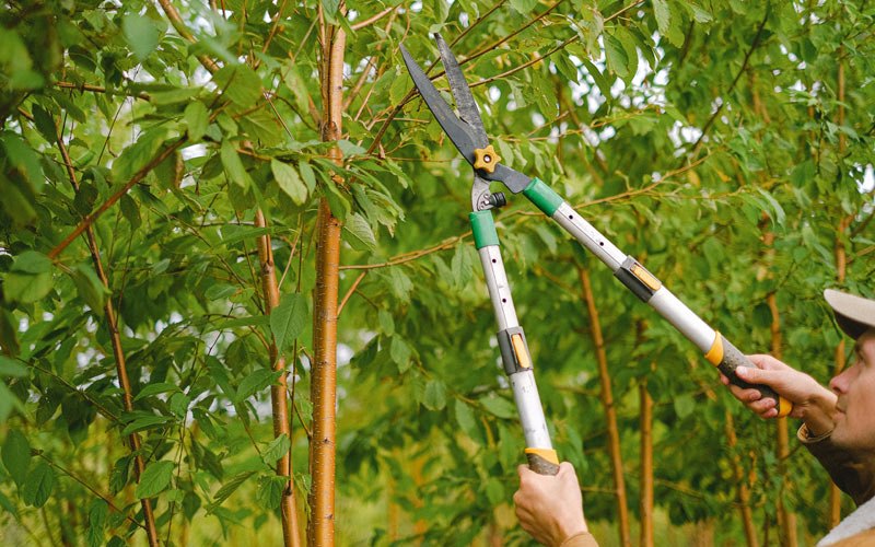 Tree trimming in Austinville, IA